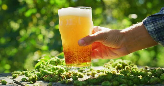Close up shot of a fresh high quality gold foamy beer is poured in a transparent glass on a background of collected biological hop flowers in plantation with a sun shining.