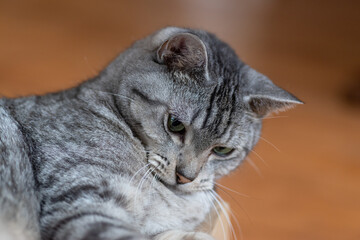 可愛い表情の猫　　サバトラ猫