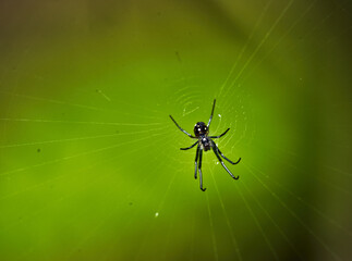 Macro of a Black Spider on its Web