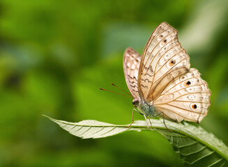 Obraz na płótnie Canvas Macro of a Brown Winged Butterfly on a Leaf 2