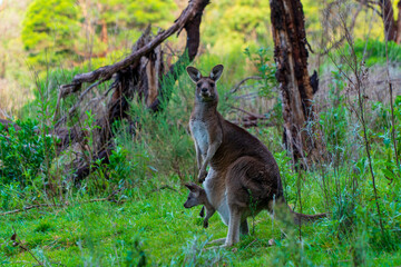 Kangaroo and baby in the Bush of Australian Nature