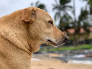 Indian Dog close up shot. Portrait Shot