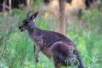 Naklejka na ściany i meble Huge Kangaroo in the Bush of Australian Nature