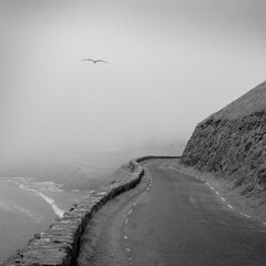 A seagull make an appearance on a misty afternoon. The narrow road winds its way around the cliffs of the Slea Head Drive on the Dingle Peninsula, County Kerry, Ireland.