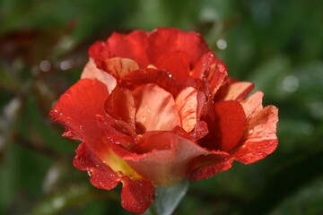 Orange striped rose ‘Summer lodge’ in the morning garden