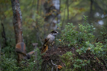 Bird
