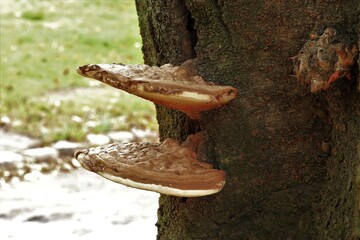 コフキサルノコシカケ