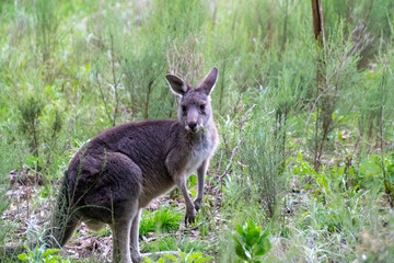 Huge Kangaroo in the Bush of Australian Nature