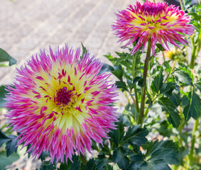 Obraz premium Purple and yellow pointed petals of a dahlia flowers. Beautiful colorful flowers in garden.