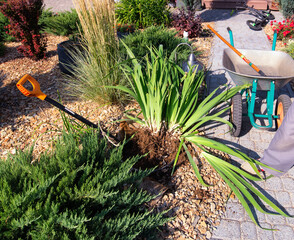 Dividing iris plant for replant. Garden shovel, wheel barrow, young juniperus and  shrubs....