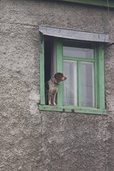 window with a dog