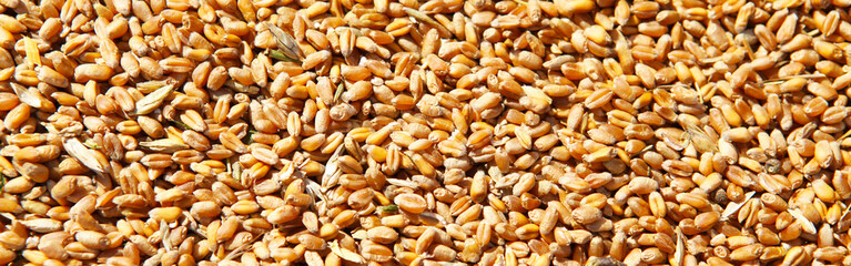 Wheat grains in the form of an agricultural background. 