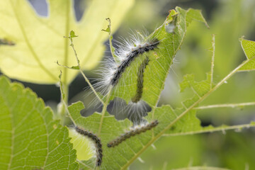 桑の葉を食べるアメリカシロヒトリの幼虫　-Fall Webworm-
