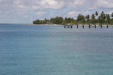 Katze, Malediven, Urlaub, Palmen, draußen, Ozean, Meer, Vögel, Wasser, Natu, wunderschöne Blumen