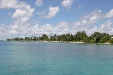 Katze, Malediven, Urlaub, Palmen, draußen, Ozean, Meer, Vögel, Wasser, Natu, wunderschöne Blumen