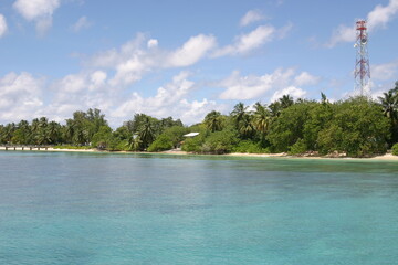 Katze, Malediven, Urlaub, Palmen, draußen, Ozean, Meer, Vögel, Wasser, Natu, wunderschöne Blumen