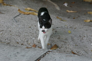 Katze, Malediven, Urlaub, Palmen, draußen, Ozean, Meer, Vögel, Wasser, Natu, wunderschöne Blumen