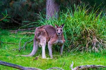 Huge Kangaroo in the Bush of Australian Nature