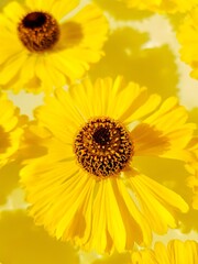 Obraz premium Yellow rudbekia flowers or coneflowers in the water on a white background.
