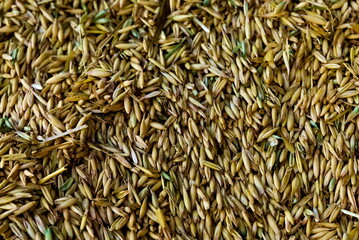 Raw yellow wheat newly harvested, close-up.