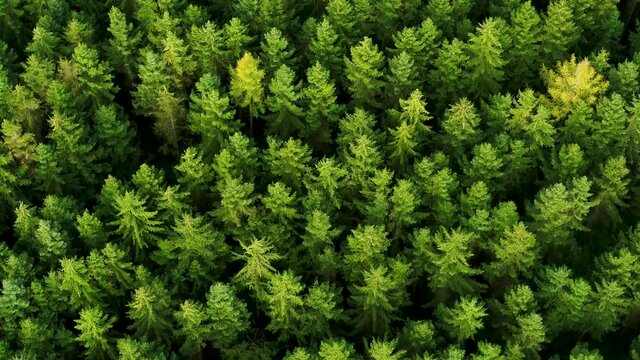 Flying over green pine tree tops, drone stock footage