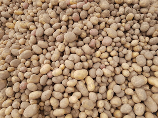 Potato background. Collecting the potato harvest