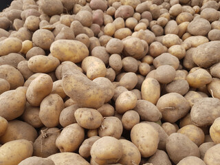 Potato background. Collecting the potato harvest