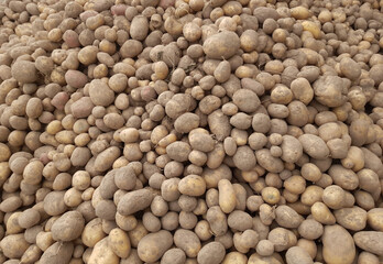 Potato background. Collecting the potato harvest