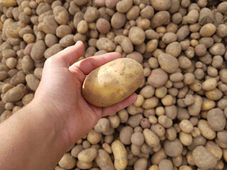 Fototapeta premium Hold the potatoes in your hands. Collecting the potato harvest