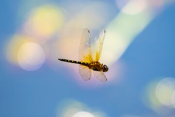 Dragonfly  - frozen in flight