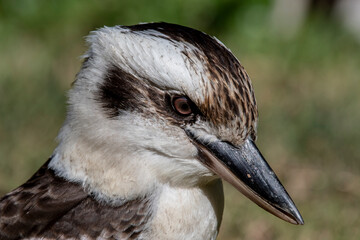 Australian Laughing Kookaburra