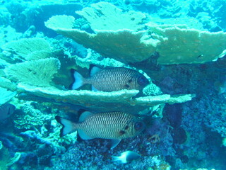 DIGITAL CAMERA