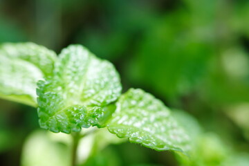 water drops on a green leaf