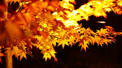 maple leaves at night on the black background