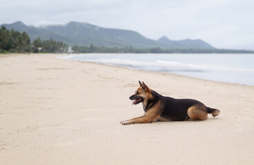 A selective focus of white sand beach with a beautiful black brown dog laying down and relaxing itself after a walk with the owner, it was also staring at something at coast or walk way.