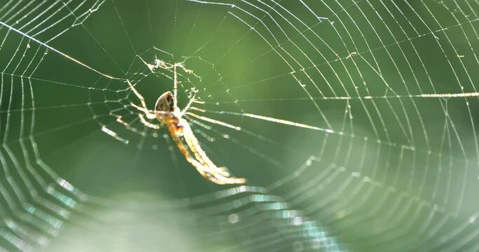 Spider sits on the web
