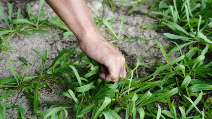 A selective focus of male hand is removing green grasses on the sand, hand pull out grasses
