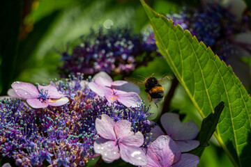 Humblebee on a flower