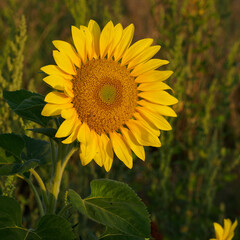 Sonnenblume