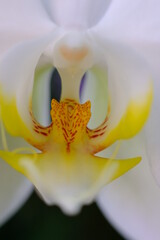 close up orchid flower wallpaper background macro flower