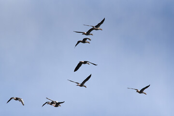 Wildgänse im Flug