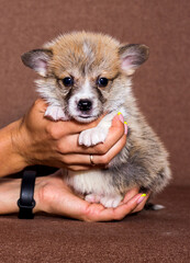 small ginger welsh corgi puppy