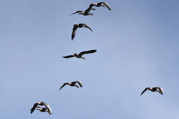 Wildgänse im Flug