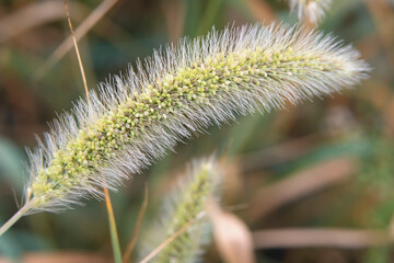 Common weed green foxtail close-up. Setaria viridis, green bristlegrass, and wild foxtail millet.