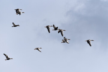 Wildgänse im Flug