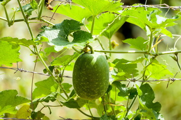 The green hatching tree grows on the Barbed wire in the garden to grow itself non-toxic