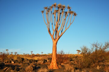 Obraz premium Köcherbaum (Aloe dichotoma) im Abendlicht im Namib-Naukluft- Nationalpark in Namibia