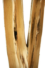 Infected aquilaria wood with the dark resin.