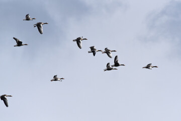 Wildgänse im Flug