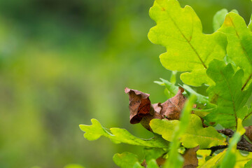oak autumn leaves close-up for background and text